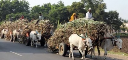 Índia permitirá produção de etanol a partir de caldo da cana na nova safra
