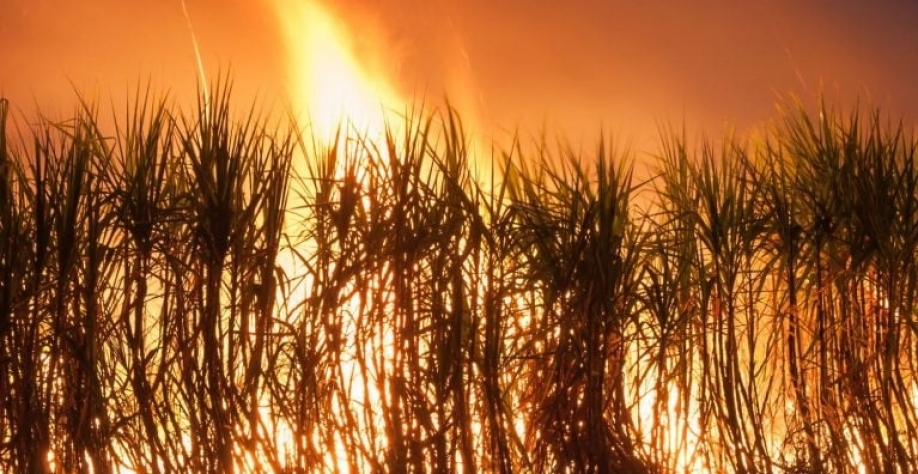 Associação diz que queimadas prejudicam o meio ambiente, a segurança das pessoas e a rentabilidade dos produtores rurais. Peangdao_Getty