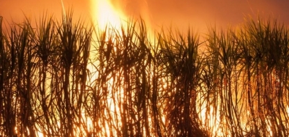 Associação de produtores de cana classifica como criminosos os incêndios em São Paulo