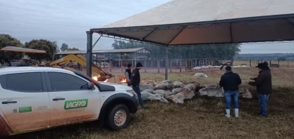 Onda de frio: como manter o gado protegido e saudável?