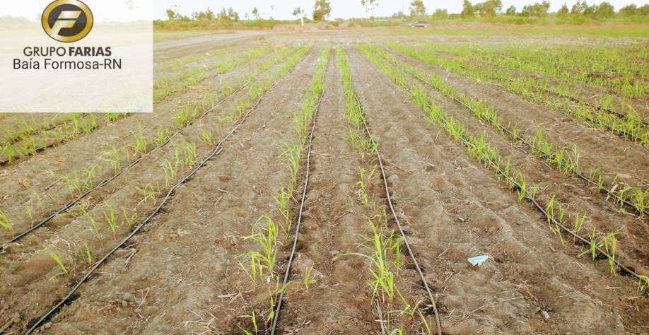Irrigação não só salva a cana, como aumenta a produtividade por mais cortes