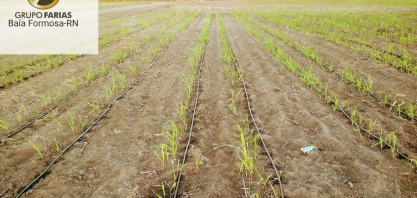 6ª Irrigacana abrirá espaço para divulgação do livro “Cana de Tudo: do Açúcar ao Infinito”