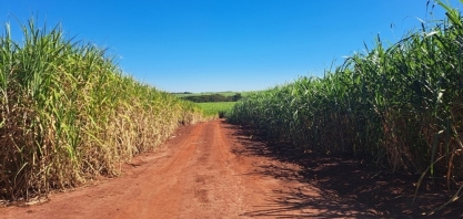 Os efeitos da irrigação no cenário canavieiro para a safra 2024/2025