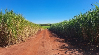 Os efeitos da irrigação no cenário canavieiro para a safra 2024/2025