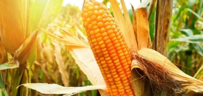 Demanda por milho no Mato Grosso ganha fôlego, impulsionada por usinas de etanol