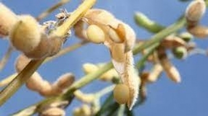 CEPEA/ABIOVE: Com quebra de safra, agroindústria ameniza queda do PIB da soja e do biodiesel