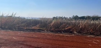 Incêndio atinge viveiros e lavouras de cana em instituto de pesquisa em SP