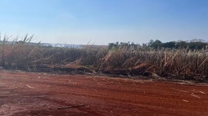 Incêndio atinge viveiros e lavouras de cana em instituto de pesquisa em SP