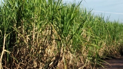 ‘Conexão Cana’ 2024 trata do cenário tecnológico da cultura