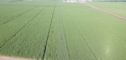 Usina Caeté encontra um aliado na missão de implementar a agricultura regenerativa