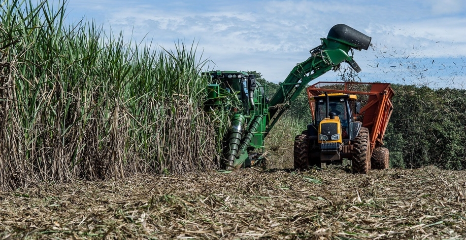 Volume mineiro estimado de produção de cana-de-açúcar representa alta de 0,6% frente à safra anterior | Crédito: Mayke Toscano / Gcommt