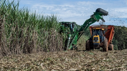 Expectativa é de recorde na safra de cana-de-açúcar 2024/25 em Minas Gerais