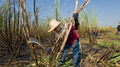 Produção de açúcar da Tailândia caiu 20% em 2023/24, dizem autoridades