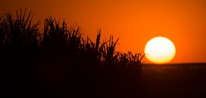 Guariba: da greve de boias-frias a exemplo mundial de cooperativismo rural