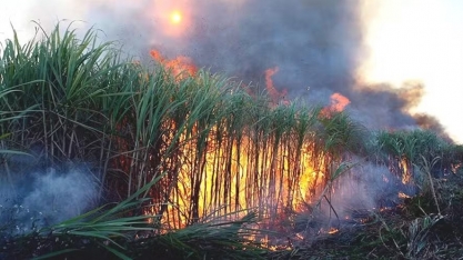 Faesp contesta próprio vice-presidente e nega proposta sobre queima de cana