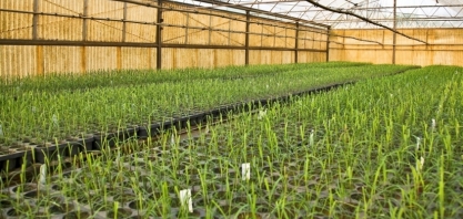 Cana: CTC e israelense PlantArcBio formam parceria para desenvolver planta resistente a pragas