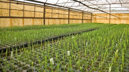 Cana: CTC e israelense PlantArcBio formam parceria para desenvolver planta resistente a pragas