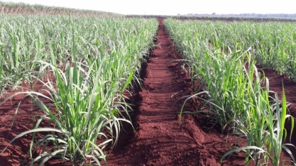 Grecal faz lançamento no 1º CanaShow, o que permitirá que o setor canavieiro nordestino produza mais e melhor