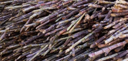 Fazenda integra criação de frango com produção de cana e cachaça