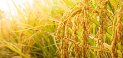 Pindorama realiza Dia de Campo para a colheita do arroz de sequeiro