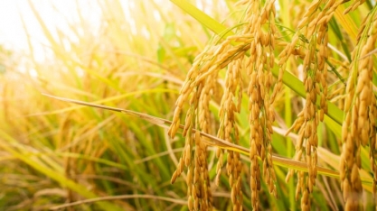 Pindorama realiza Dia de Campo para a colheita do arroz de sequeiro