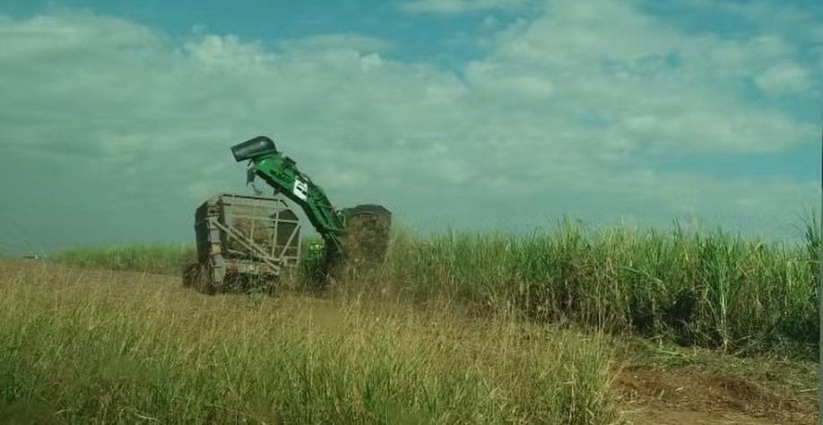 Prejuízo na safra e benefício para colheita: entenda como onda de calor por impactar o cultivo da cana-de-açúcar no interior de São Paulo — Foto: Claudia Assencio/g1