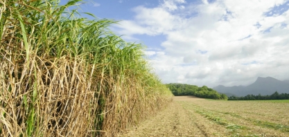 Raízen tem preocupação maior com safra 2025/26 de cana, diz CEO