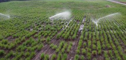 Investimentos em tecnologia contribuem com aumento da produtividade de cana de açúcar