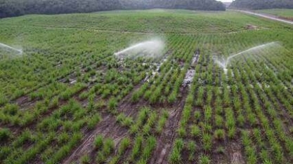 Investimentos em tecnologia contribuem com aumento da produtividade de cana de açúcar