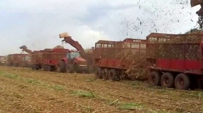 Hedgepoint reduz estimativa de produção de cana 24/25 no Centro-Sul para 610 Mt