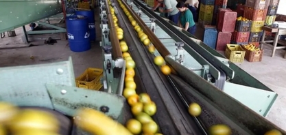 Seca reduz estoques de suco de laranja no país