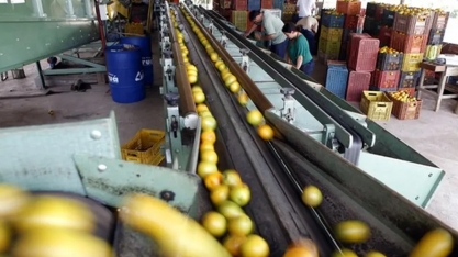 Seca reduz estoques de suco de laranja no país