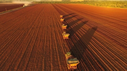 Mapa do Plano Safra e o Replantio de Cana-de-Açúcar