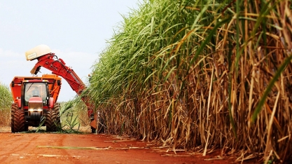 Valor da produção agrícola em MG caiu 7,2% em 2023