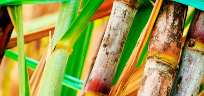 MIP, moléculas inovadoras e rotação de produtos no manejo da Cana