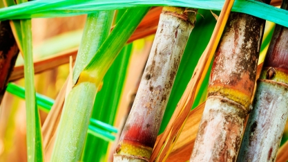 MIP, moléculas inovadoras e rotação de produtos no manejo da Cana