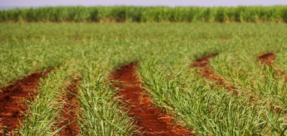 Raízen (RAIZ4): Queremos eletrificar nossas usinas e exportar energia de forma líquida para Europa, diz CEO