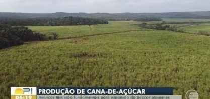 Cana de Açúcar: Avanço na produção tem sido fundamental para expansão do açúcar piauiense