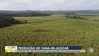 Cana de Açúcar: Avanço na produção tem sido fundamental para expansão do açúcar piauiense