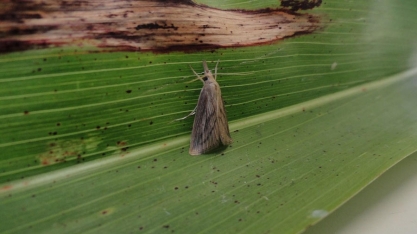 Broca-da-cana-de-açúcar é praga silenciosa da cultura do sorgo