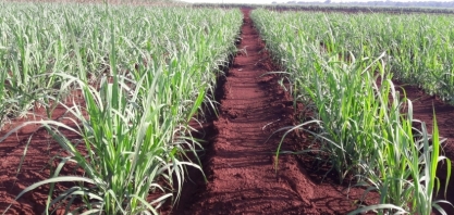 Carbom Brasil e Embrapa lançam os primeiros biofertilizantes de extrato vegetal do País
