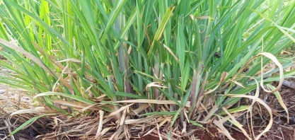 Produtor rural eleva produtividade de cana de quinto corte em 24,7% em apenas um ano, sem irrigação ou replantio