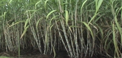 Projeto Brazil Sugarcane Bioenergy Solution promove ação comercial a grupos açucareiros no Peru