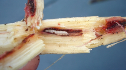 Controle biológico da broca-da-cana completa 50 anos