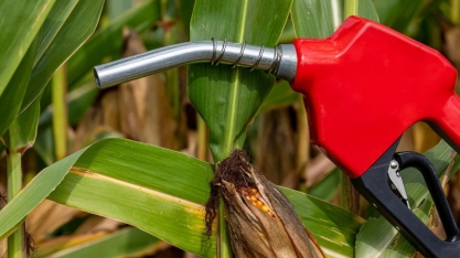 Itaú projeta avanço de 25% para etanol de milho e combustível deve representar 1/5 do consumo do grão em 2024