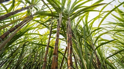 Bioinsumo pode gerar economia de US$ 5,1 bilhões ao Brasil