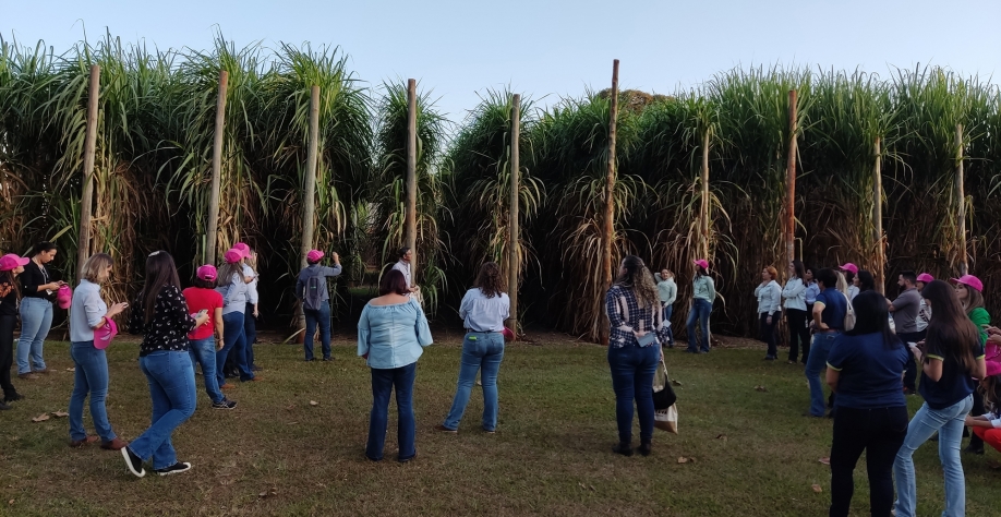 Visitantes se encantam com as canas gigantes do Jardim Varietal no Centro de Cana do (IAC), em Ribeirão Preto: ambiente de produção ideal