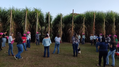 Cana gigante não precisa ser só em jardim varietal