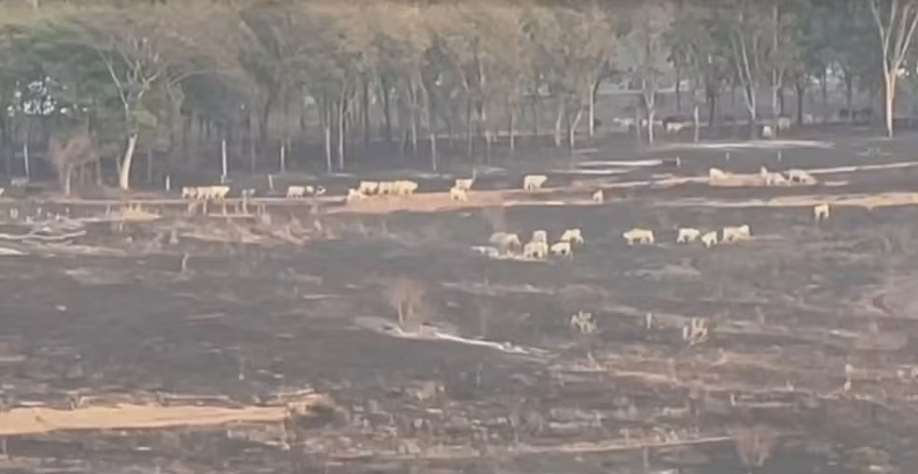 Incêndio em Valentim Gentil (SP) — Foto: Reprodução / TV TEM