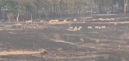 Incêndio atinge mil hectares de pastagem, cana-de-açúcar e área de preservação ambiental no interior de SP; trabalho de combate às chamas continua
